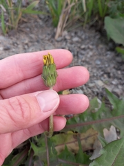 Taraxacum ceratophorum