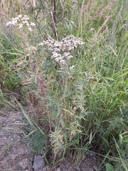 Achillea salicifolia