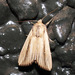 Sugar Cane Armyworm - Photo (c) Mike Lusk, some rights reserved (CC BY-NC), uploaded by Mike Lusk
