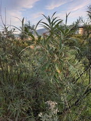 Salix schwerinii