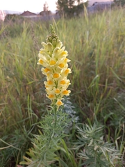Linaria vulgaris