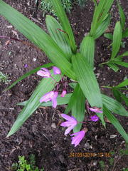 Bletilla striata