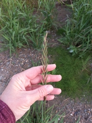 Elymus repens