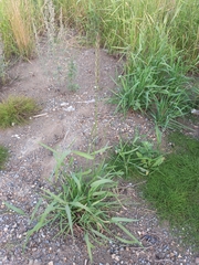 Elymus repens