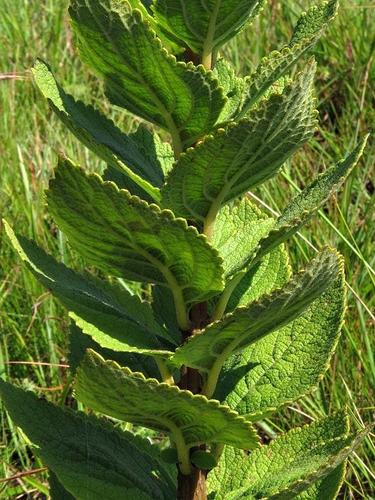 Coleus calycinus image