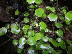 Ranunculus membranifolius