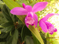 Bletilla striata