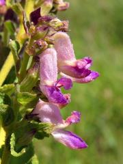 Coleus calycinus image