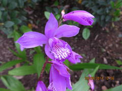 Bletilla striata