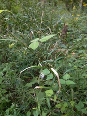 Amphicarpaea bracteata comosa