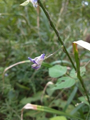 Amphicarpaea bracteata comosa