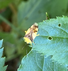 Elasmostethus atricornis