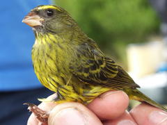 Crithagra scotops umbrosa