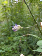 Amphicarpaea bracteata comosa