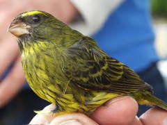 Crithagra scotops umbrosa