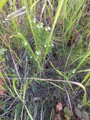 Euphrasia hyperborea