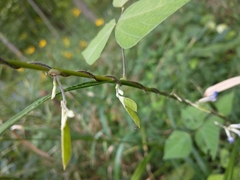 Amphicarpaea bracteata comosa