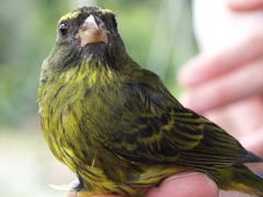 Crithagra scotops umbrosa