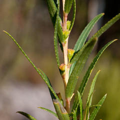 Empleurum unicapsulare