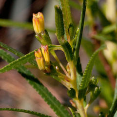 Empleurum unicapsulare