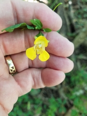 Impatiens pallida