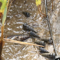 Cerithideopsis