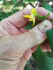 Impatiens pallida