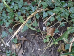 Elymus caninus