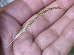 Elymus caninus