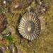 Siphonaria capensis - Photo 由 Chris Wahlberg 所上傳的 (c) Chris Wahlberg，保留部份權利CC BY-NC