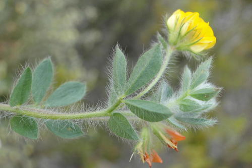 Lotus subbiflorus