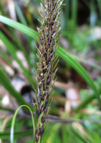 Carex megalepis K.A.Ford