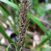 Carex megalepis - Photo (c) Alice Shanks, some rights reserved (CC BY-NC), uploaded by Alice Shanks