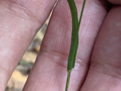 Elymus caninus