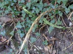 Elymus caninus