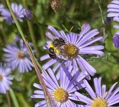 Colletes compactus compactus