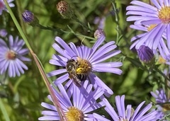 Colletes compactus compactus