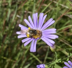Colletes compactus compactus