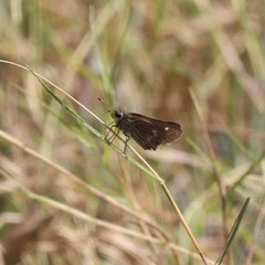 Panoquina errans