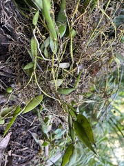 Dendrobium pugioniforme