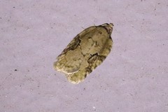 Acleris placidana