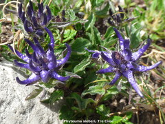 Phyteuma sieberi