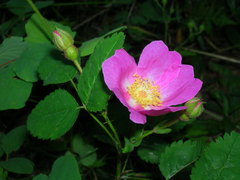 Rosa spithamea