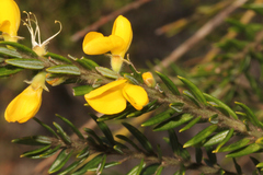 Aotus lanigera