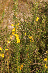 Aotus lanigera