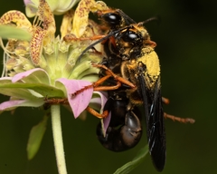 Sphex flavovestitus