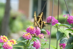 Heraclides cresphontes