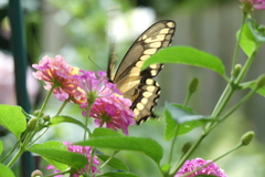 Heraclides cresphontes