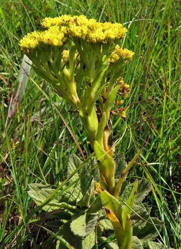 Crassula vaginata subsp. vaginata image