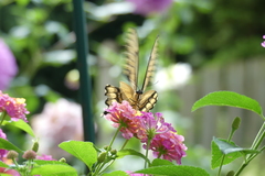 Heraclides cresphontes